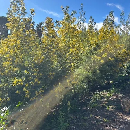 Golfe De Saint Tropez Terrasses De Sylvabelle Gigaro La Croix-Valmer